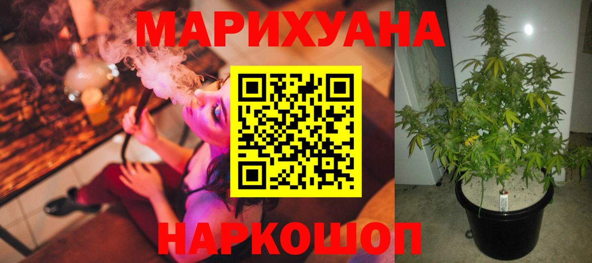Канабис сатива Владимир